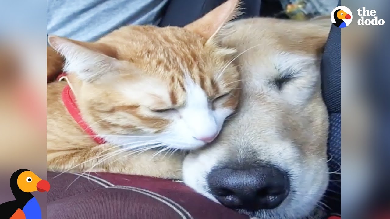 Feral Kitten Bonds With New Dog Mom | The Dodo Odd Couples - YouTube