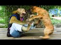 SMART SokYaa Pushes PUPPY Friend Away Like I Need Space This Will Make You LAUGH OUT LOUD SMART SokYaa Pushes PUPPY Friend Away Like I Need Space This Will Make You LAUGH OUT LOUD