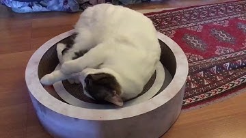 [MorePets] Cute Cat Kuky with Helmet Review the Pidan Yoyo Cat Scratch Cardboard