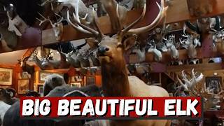 Big Beautiful Wyoming Elk | Glenn Smith