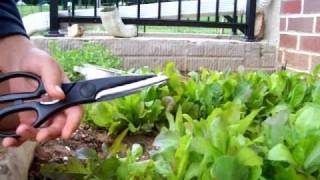 How to harvest and clean lettuce.
