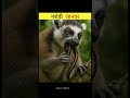 how LEMUR get high 😮 #facts #animals #interestingfacts