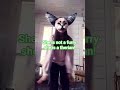 @SSSilly_pawSSS