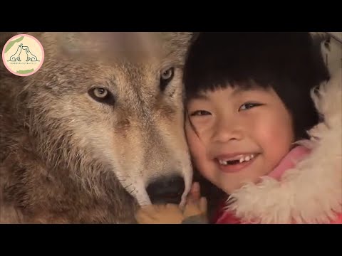 捨てられたオオカミを救った少女。その4年後に驚くべきことが!【感動】