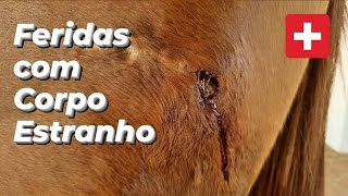 POR DENTRO DO BICHO | FERIDAS COM CORPO ESTRANHO