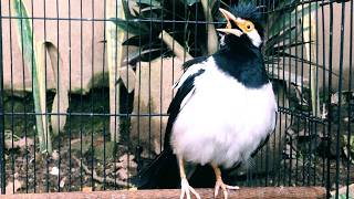 Burung Jalak Suren Betina Memanggil Jantan Gacor Full Isian Mewah Kreasi Baru mantap