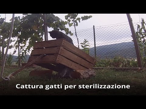 Video: Rescue Trasforma Gatti Randagi E Selvatici In Gatti Da Lavoro