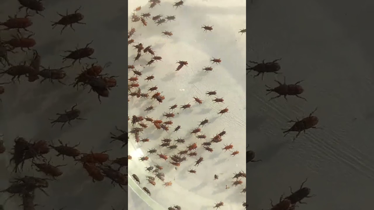 Are the Rice Weevils Sitophilus oryzae, Dangerous Pests of Grain Stocks Or Not?