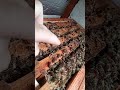Intro. Inspecting Bees. 1st of 9. #honeybees #beekeeping #beekeeper #bees