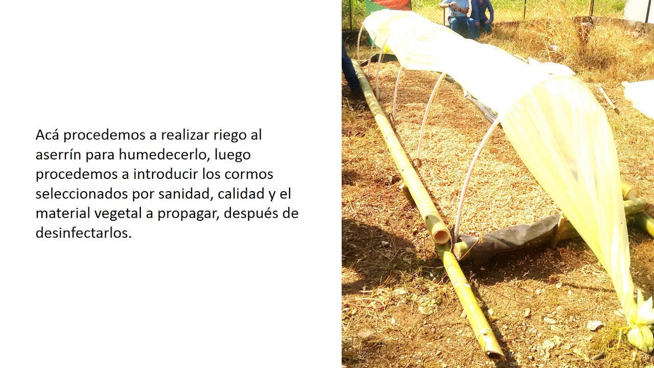 Microtunel construcion, para propagacion de semilla de platano, banano ...