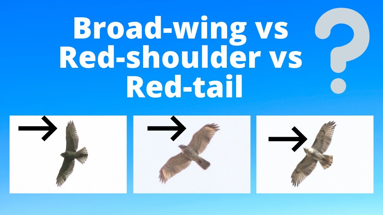 Juvenile Broad-winged Hawk vs Red-shouldered Hawk vs Red-tailed Hawk