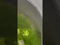 【メダカ飼育】バケツが針子で大変なことに！！！