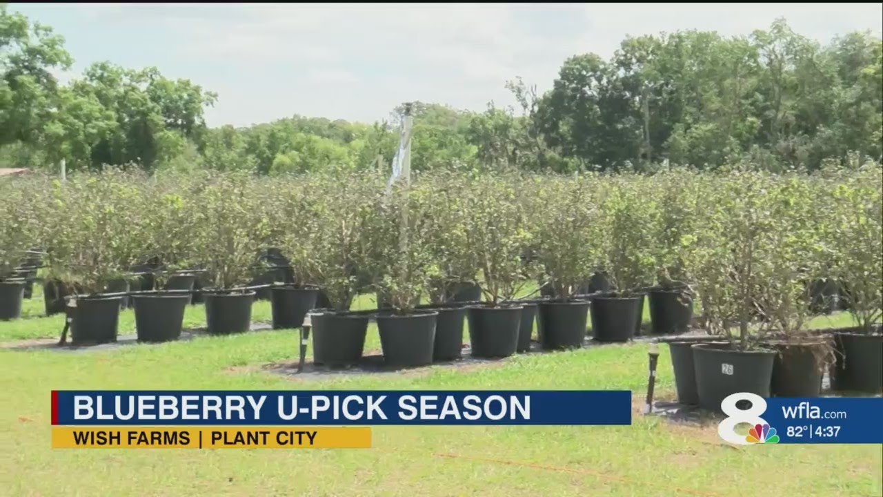 Places to go blueberry picking in Tampa Bay YouTube
