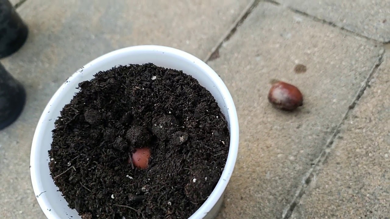 How to grow any acorn easily! - YouTube