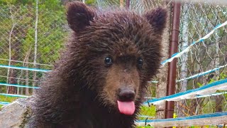 СПАСЕНИЕ МЕДВЕЖОНКА. Алтайский заповедник, мини-приют для медвежат-сирот.