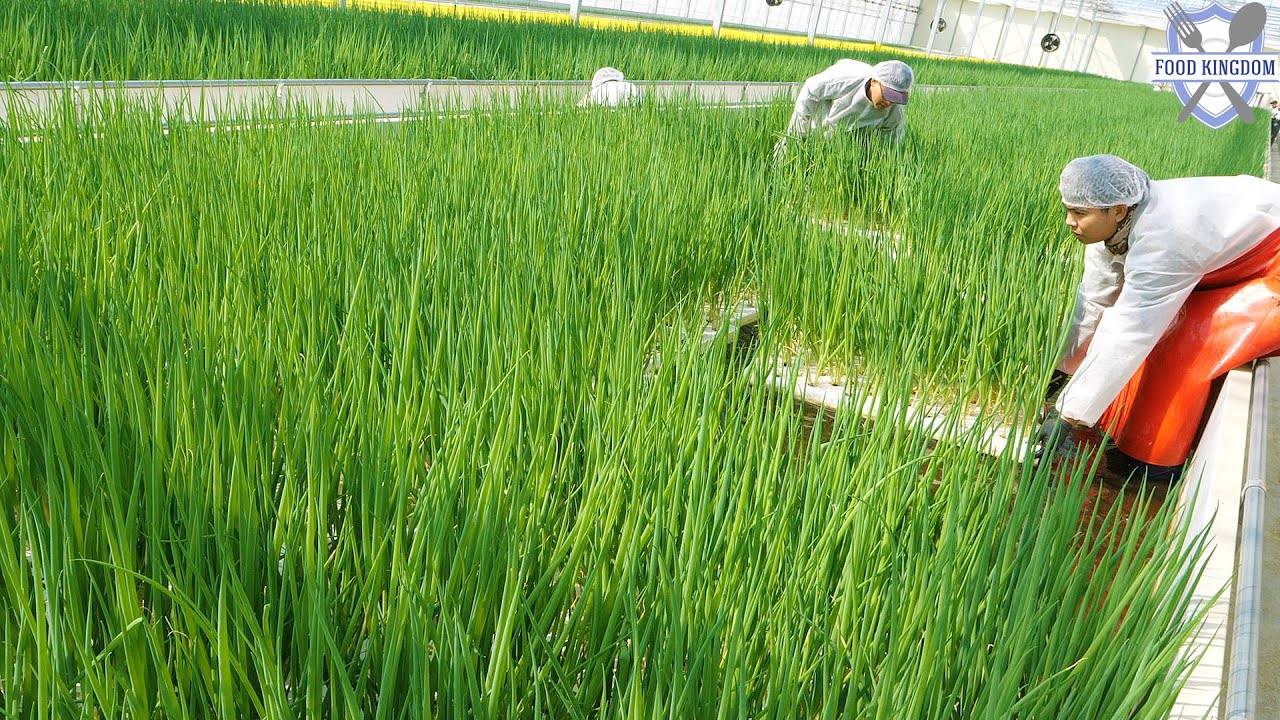 Потрясающий масштаб! Массовое производство кимчи из зеленого лука, выращенного из рыбы