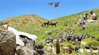 Lost in the Green Zagros Mountains 🏔️🐑 | The Secret Life of Nomad Shepherds