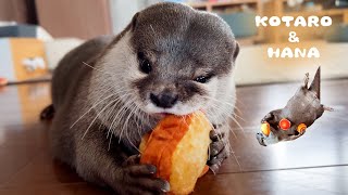 太りすぎてぽっちゃり通り越したカワウソの体重に衝撃　Chubby Otter Decides to Go on a DIET!