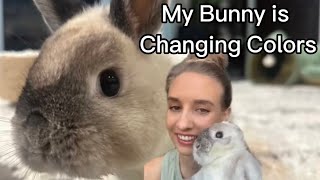 My Bunny Looks Different - Rabbit Molting Season by The Lexi Bunch 287 views 2 months ago 1 minute, 1 second