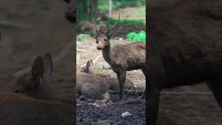 Javan Rusa Rusa Timor Makes Eye Contact
