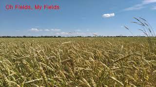 Oh Fields, My Fields (Iive version 3)