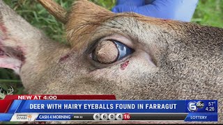 Deer with hairy eyeballs found in Farragut