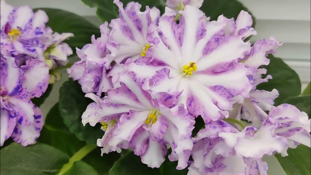 Фиалки химеры МК-Ветер Перемен и Оленька - YouTube