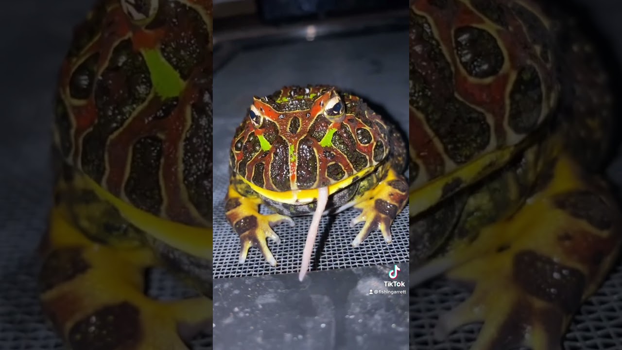 ￼ What should I name him? 