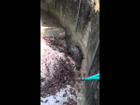 camera iphone 8 plus apk Nido de cocodrilo