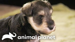 Schnauzer Puppies' Hilarious Interaction with Ferret | Too Cute! | Animal Planet