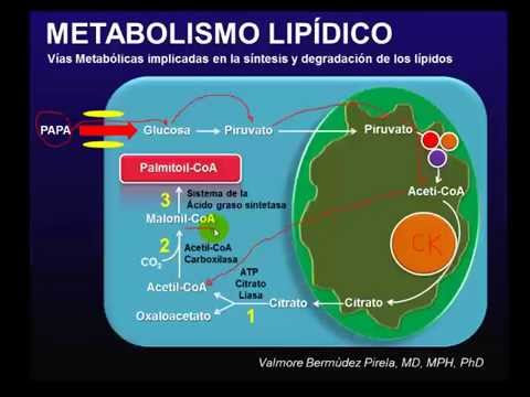 Solo asegúrate de equilibrar tus indulgencias bajo control si la comida está balanceada.