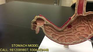 STOMACH MODEL -   ANATOMY & PHYSIOLOGY screenshot 5