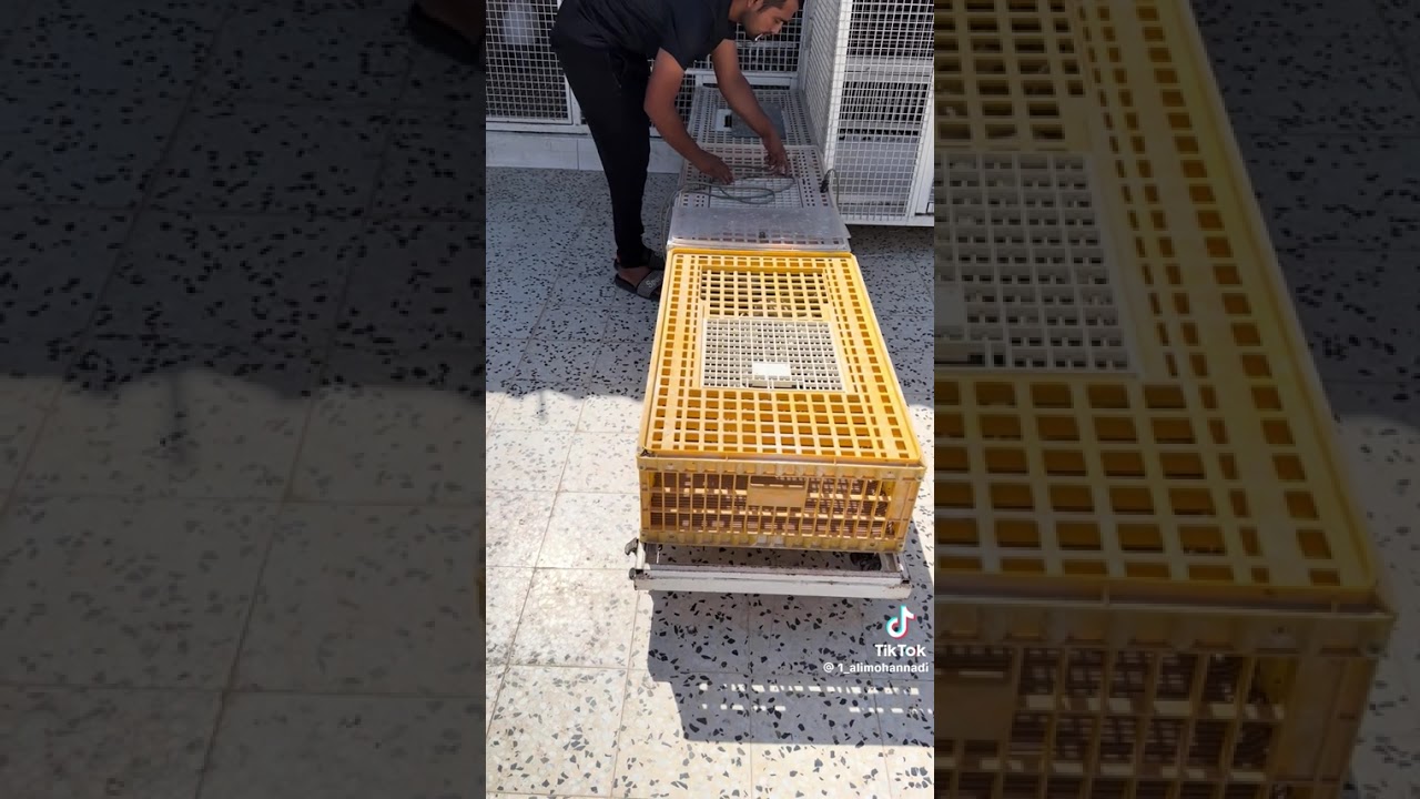 طريقة العميد المؤسس القطري علي بن مبارك المهندي في مسك الحمام للسباق.