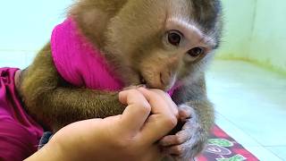 PURE Monkey ASMR | Dr. BELA Soft Tapping &amp; Nails Scratching Clean For Cozy REST &amp; UNWIND
