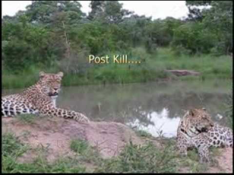 Leopard kills Python - Djuma South Africa