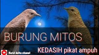 Suara pikat burung kedasih,Cocok untuk pikat kedasih hutan