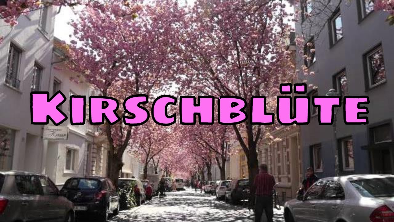 Kirschblute Cherry Blossom In Der Bonner Altstadt Heerstrasse