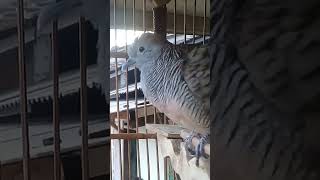 Download Lagu perkutut gacor dor kowor kowor MP3