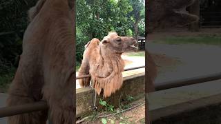 camel in the zoo naturetechtv