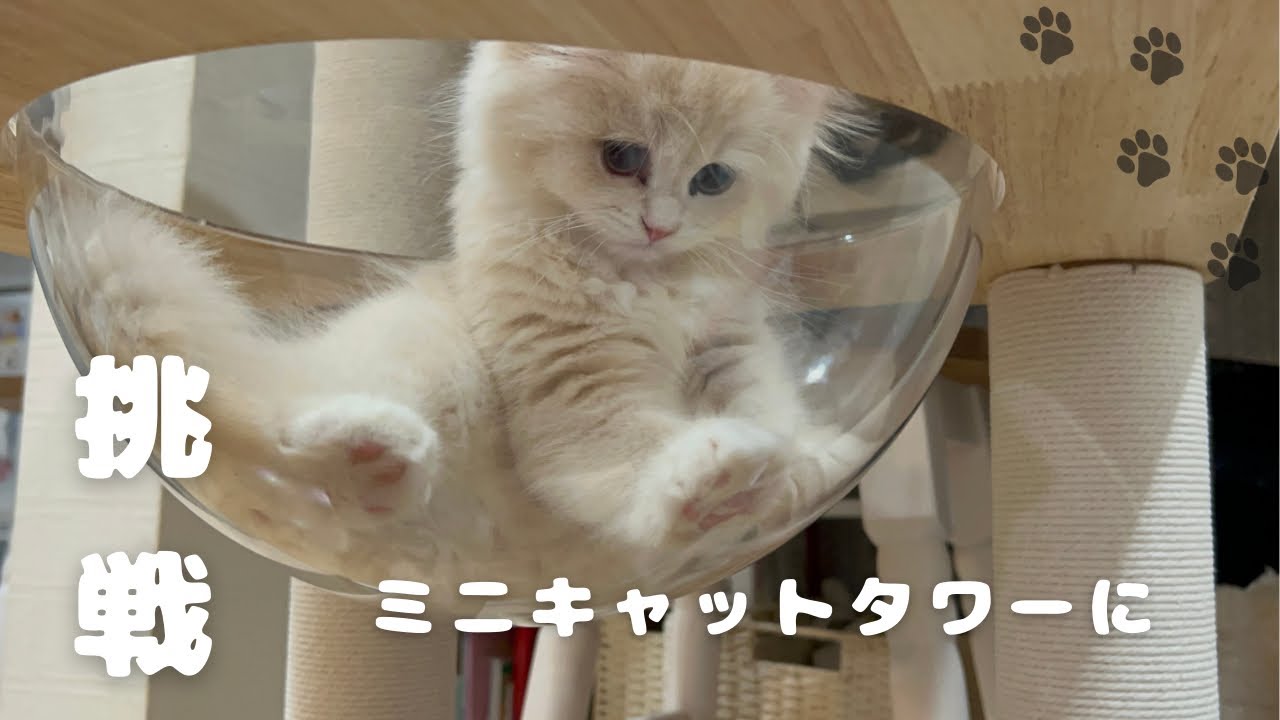 キャットタワーの宇宙船に入った子猫が可愛すぎた