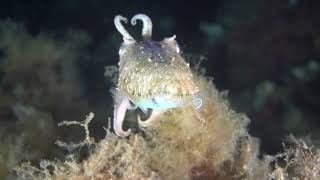 Diving Yoghi 2025