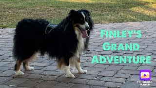 Burps, Toys, & a Howling Good Time ๐ถ๐งธ#aussies #toys #goodtimes #dog #puppy #asmr #adventure #viral