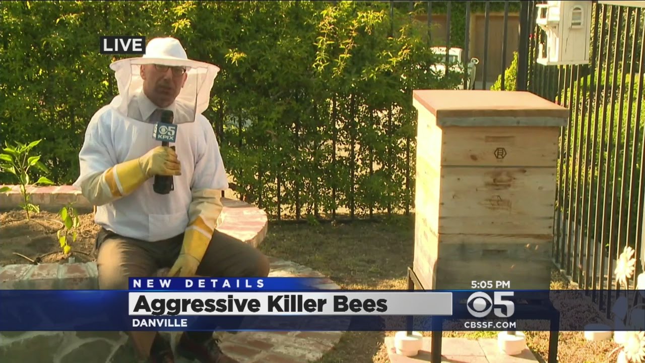 DNA Tests To Determine Origin Of Bees In Concord Attack