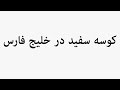 Learn How To Pronounce کوسه سفید در خلیج فارس 