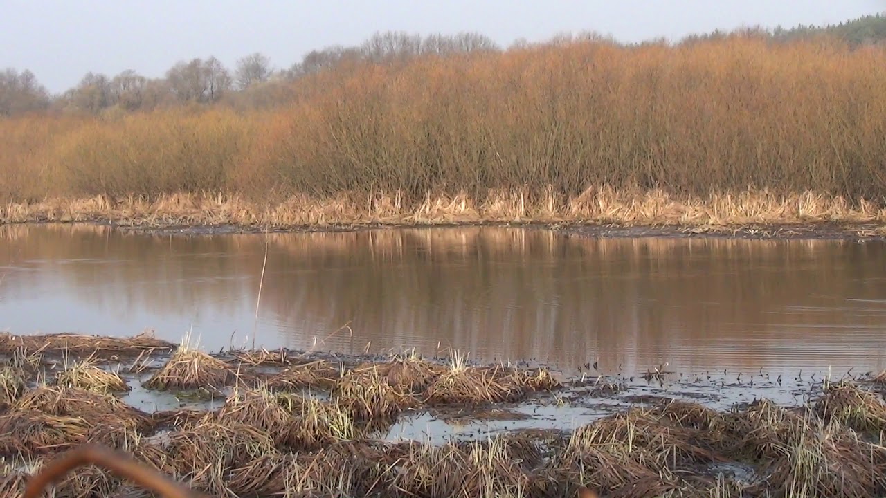 Весенняя охота 2020г с подсадными  утками.  Первая зорька