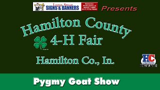 2021 Hamilton County 4-H Fair | Pygmy Goat Show