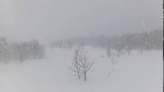 2018021110daizenbara01