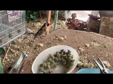 الحمد لله لا أعاني من النقطة السوداء لتفادي النقطة السوداء يجب تقديم النباتات الطبيعية الموسمية