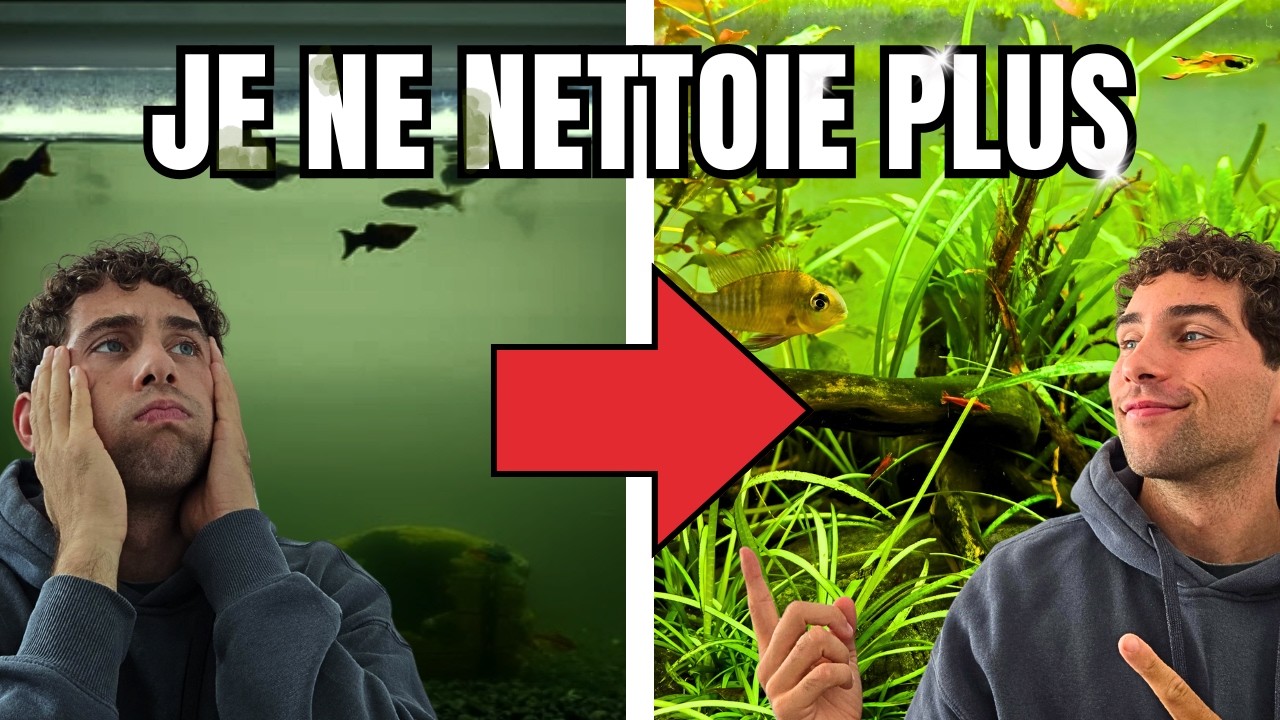 Comment j’ai arrêté de nettoyer mes aquariums… et ils n'ont jamais été aussi beaux