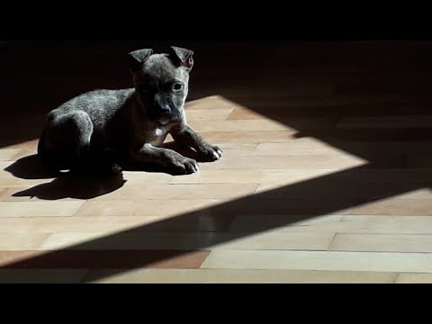 დეიზი 2 თვისაა. pitbull